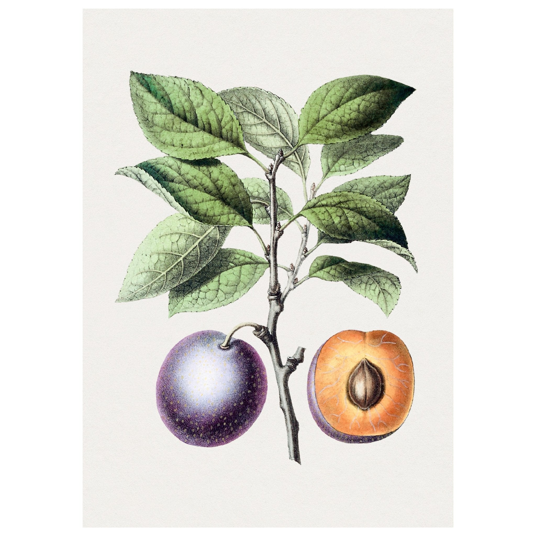 Handmade "Plum Harvest" Poster | High - Quality Print | Repositionable Adhesive - Pasquín Store