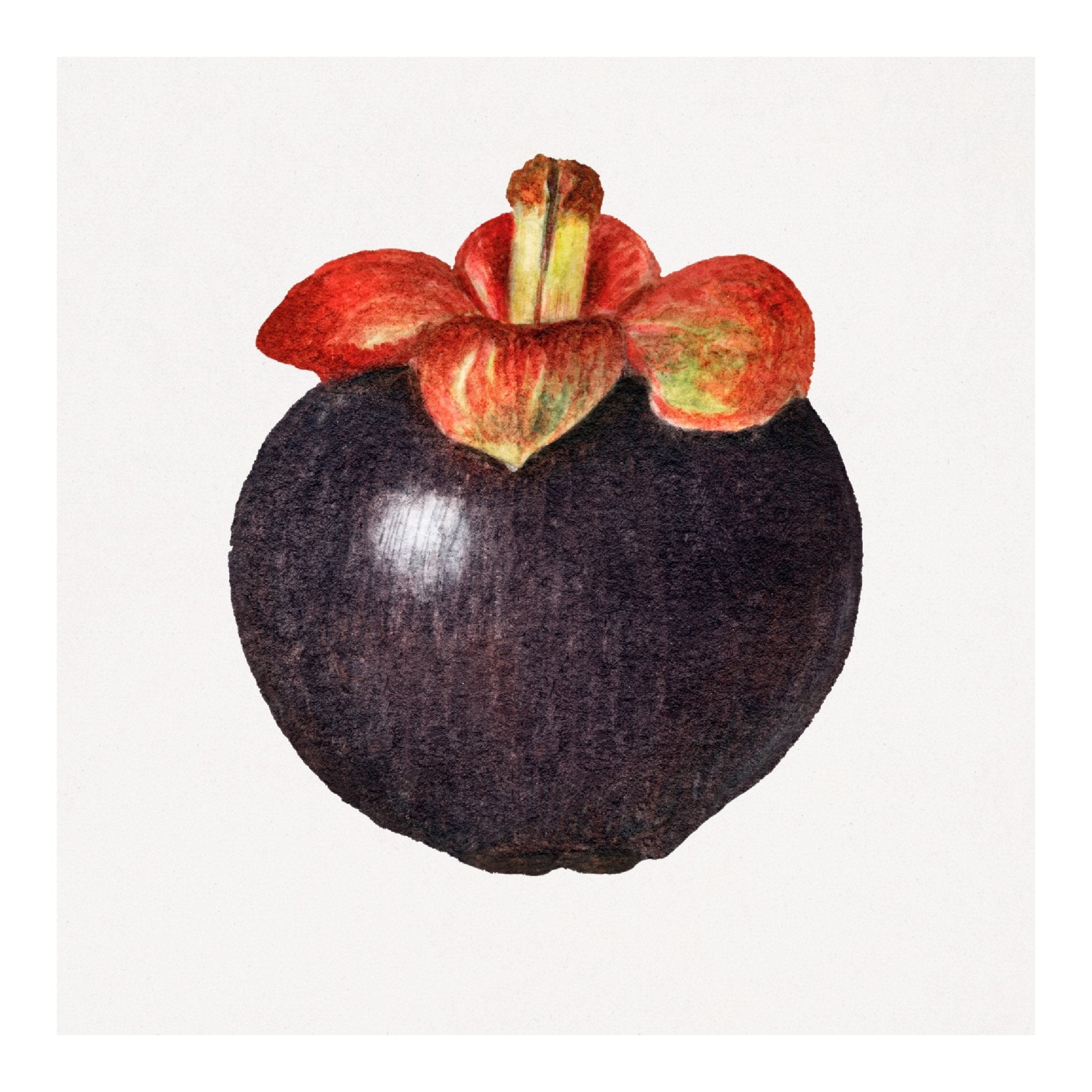 Handmade "Royal Mangosteen" Poster | High - Quality Print | Repositionable Adhesive - Pasquín Store