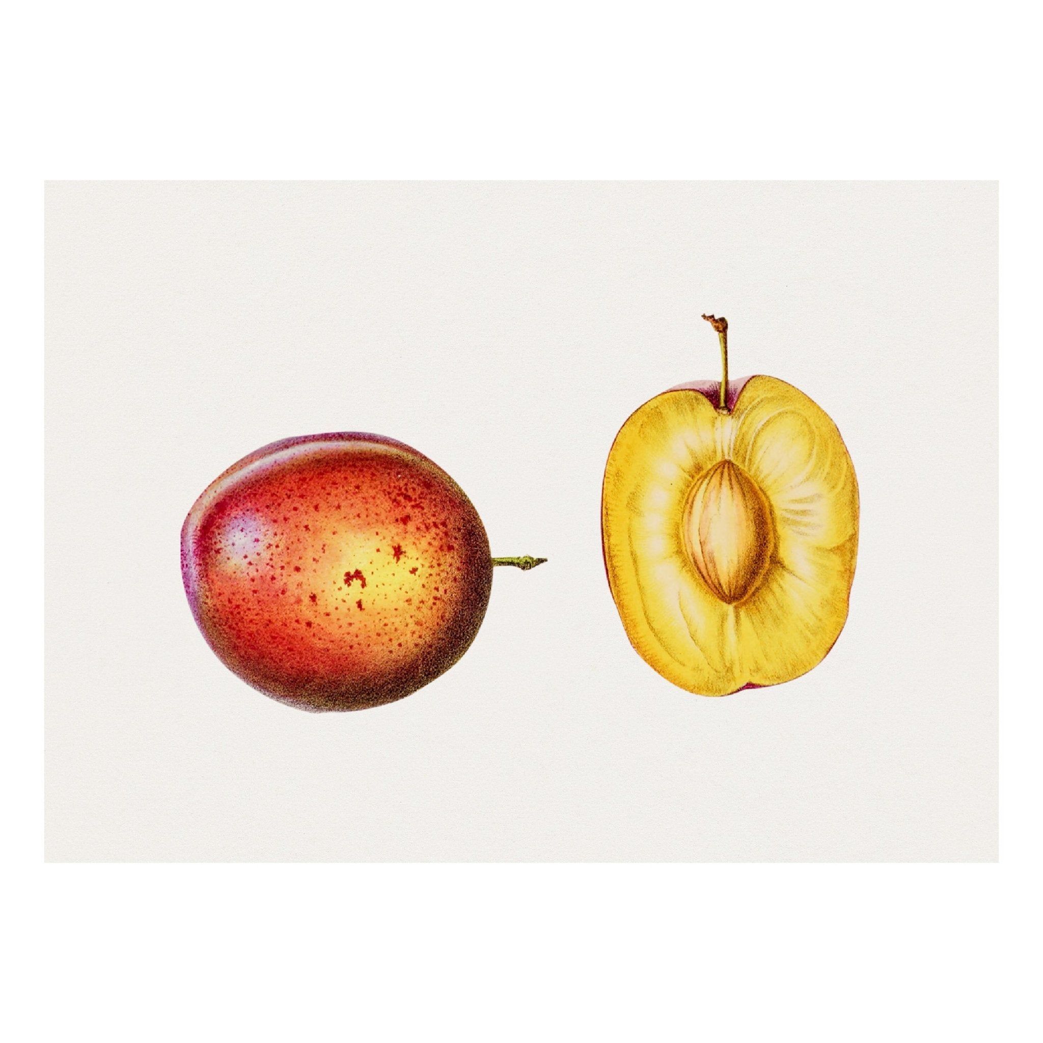 Handmade "Summer Plum Duo" Poster | High - Quality Print | Repositionable Adhesive - Pasquín Store