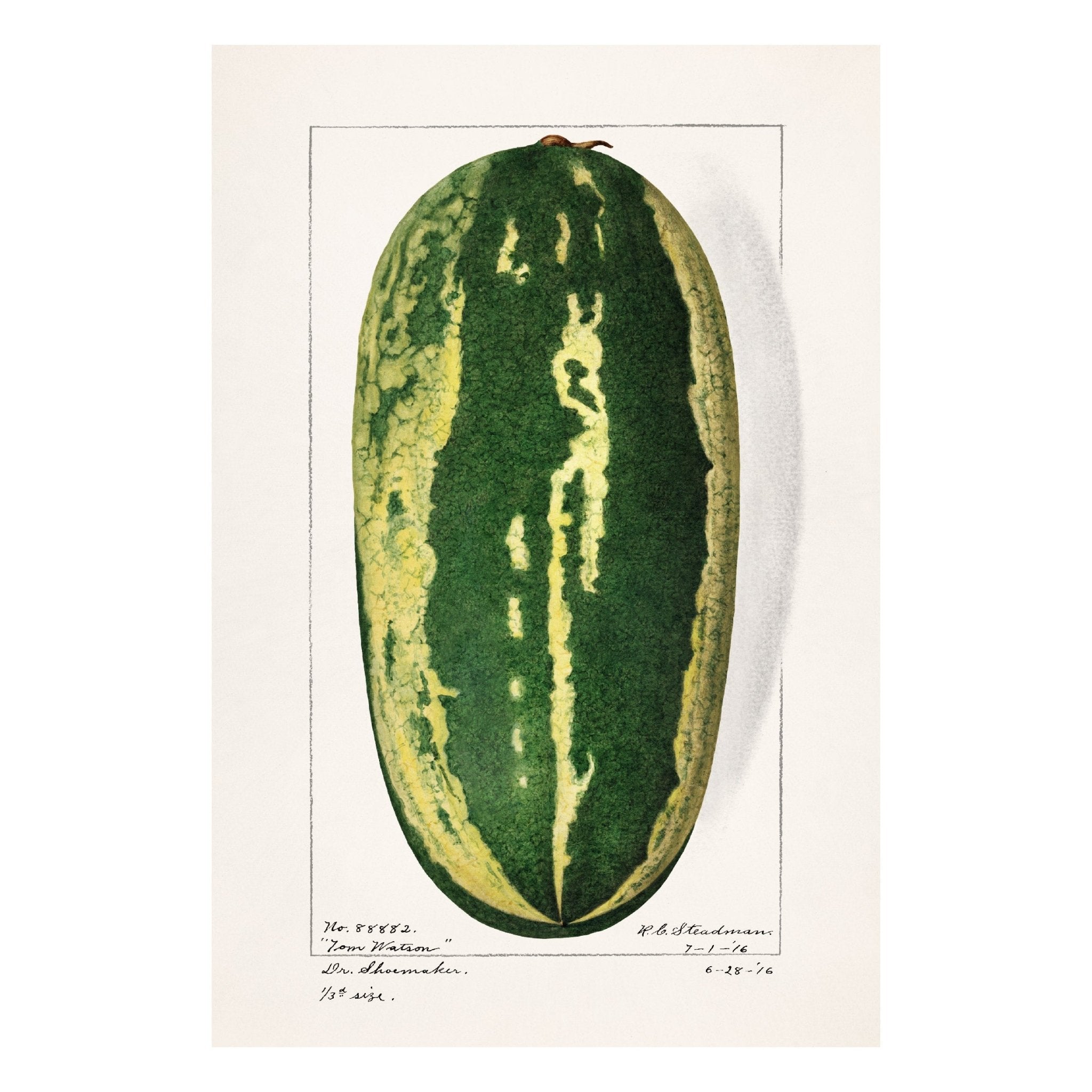 Handmade "Watermelon" by H.A. Stedman Poster | High - Quality Print | Repositionable Adhesive - Pasquín Store