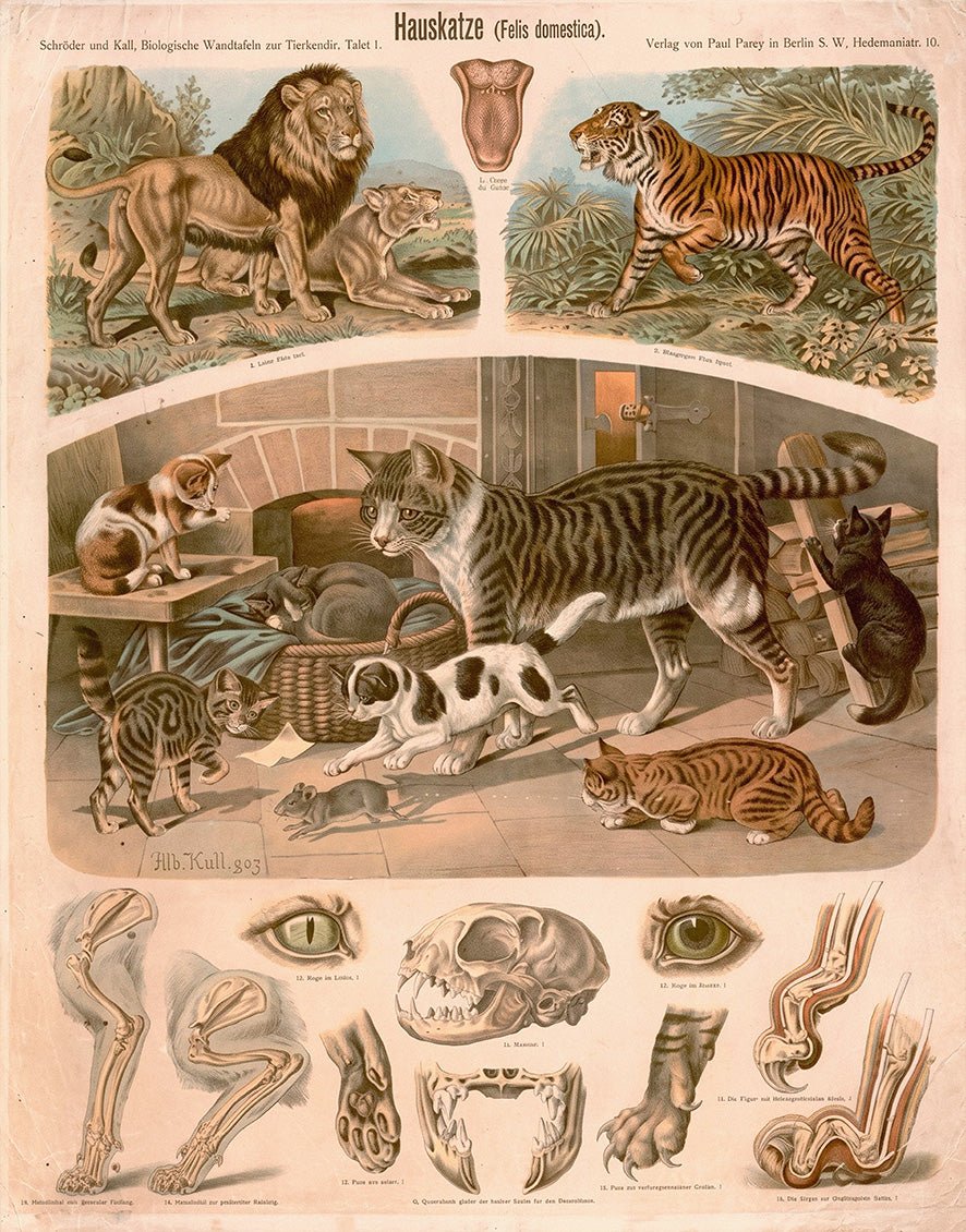 "Hauskatze (1903)" Zooligical Print by Albert Kull - Reusable Peel-and-Stick Poster - Pasquín