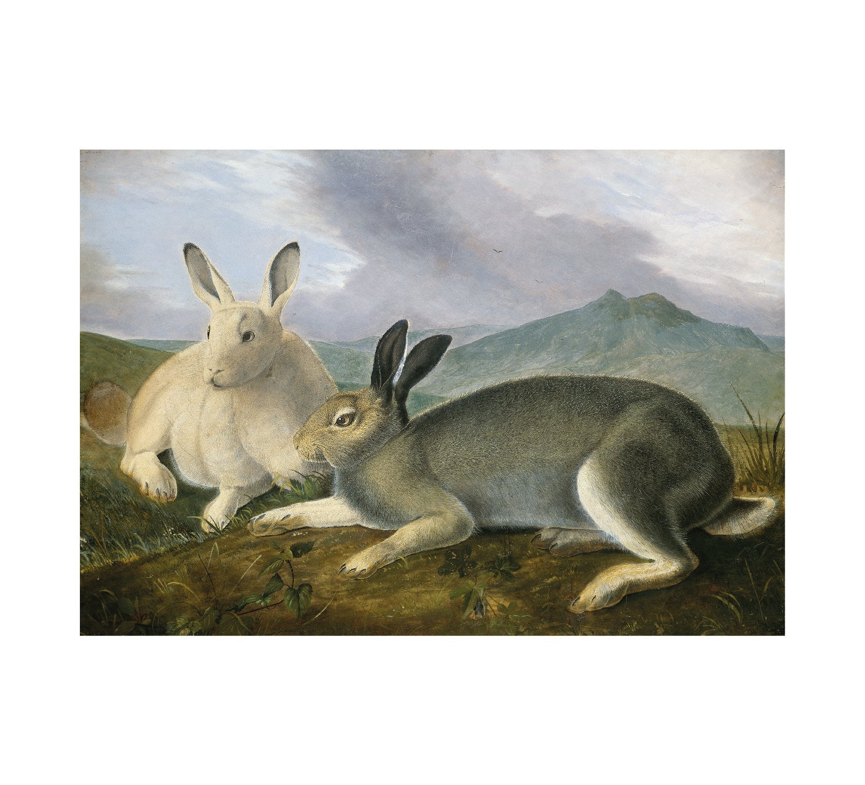 High - Quality Art Poster: Arctic Hare by John James Audubon - Pasquín Store