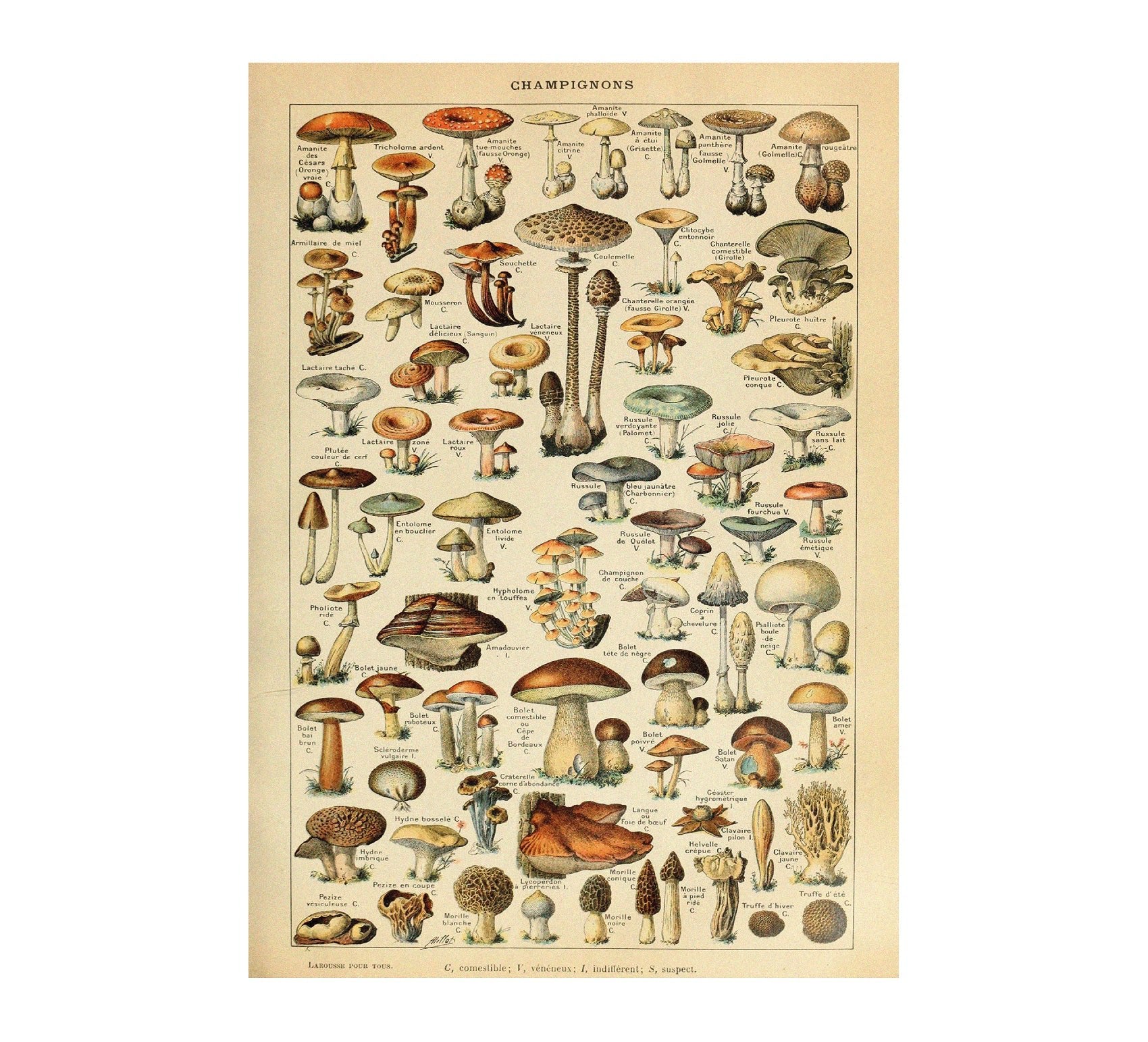 High - Quality Fabric Adhesive Poster - Vintage Fungis and Mushrooms Design - Pasquín Store