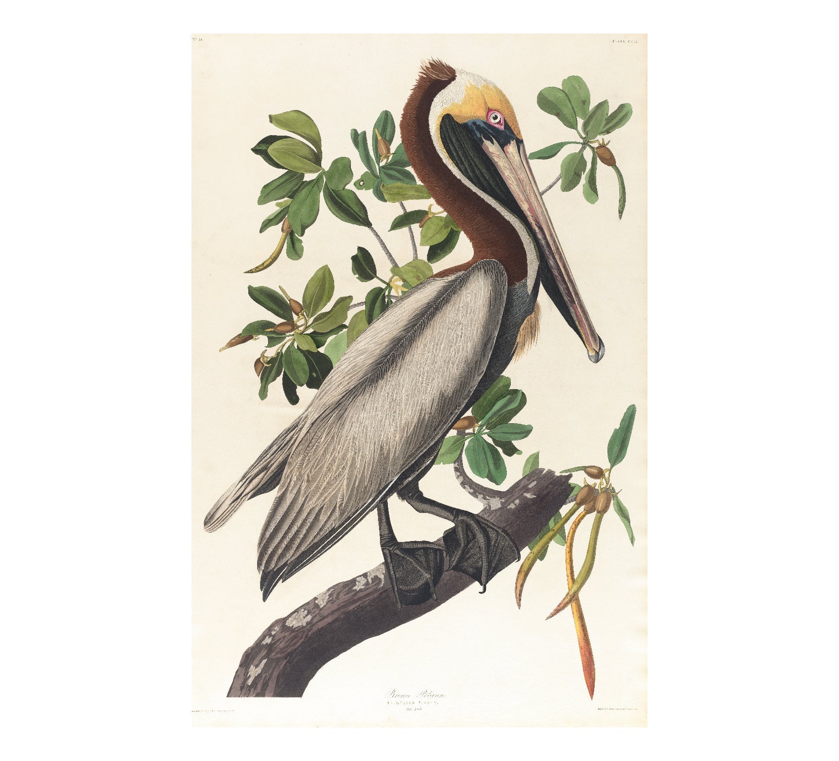 High - Quality Repositionable Poster: Brown Pelican - Pasquín Store