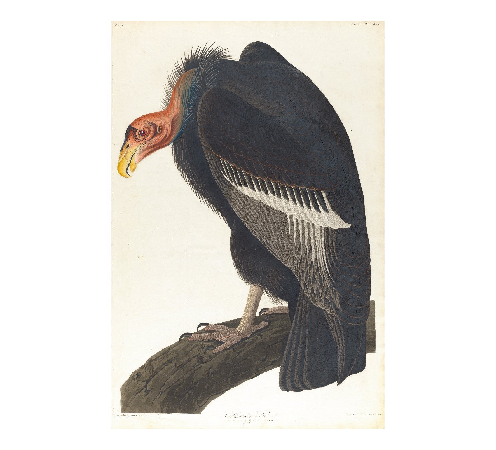 Limited Edition Californian Vulture Poster - High - Quality Print - Pasquín Store