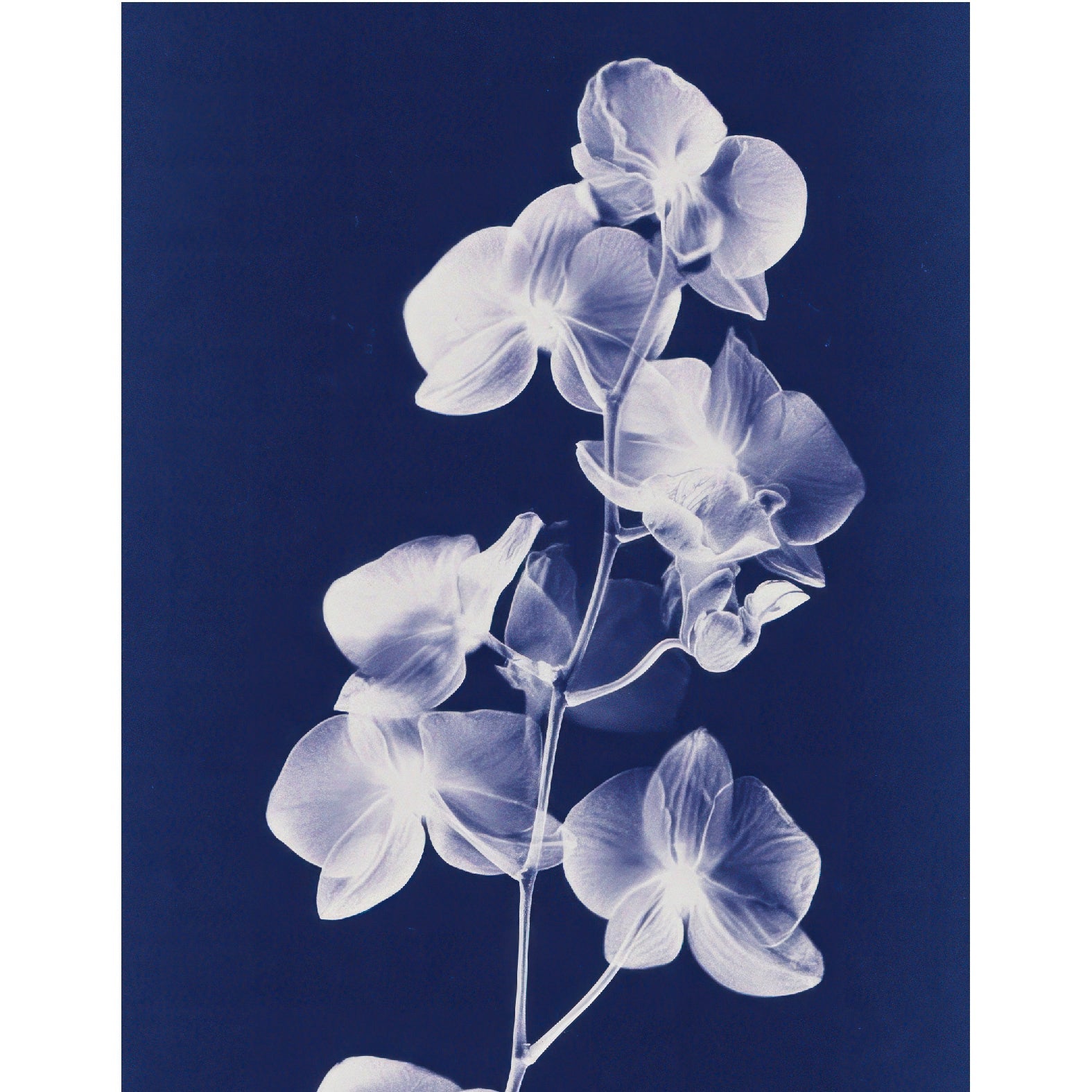 “Moth Orchid Botanical Photogram" - Reusable Peel - and - Stick Poster - Pasquín