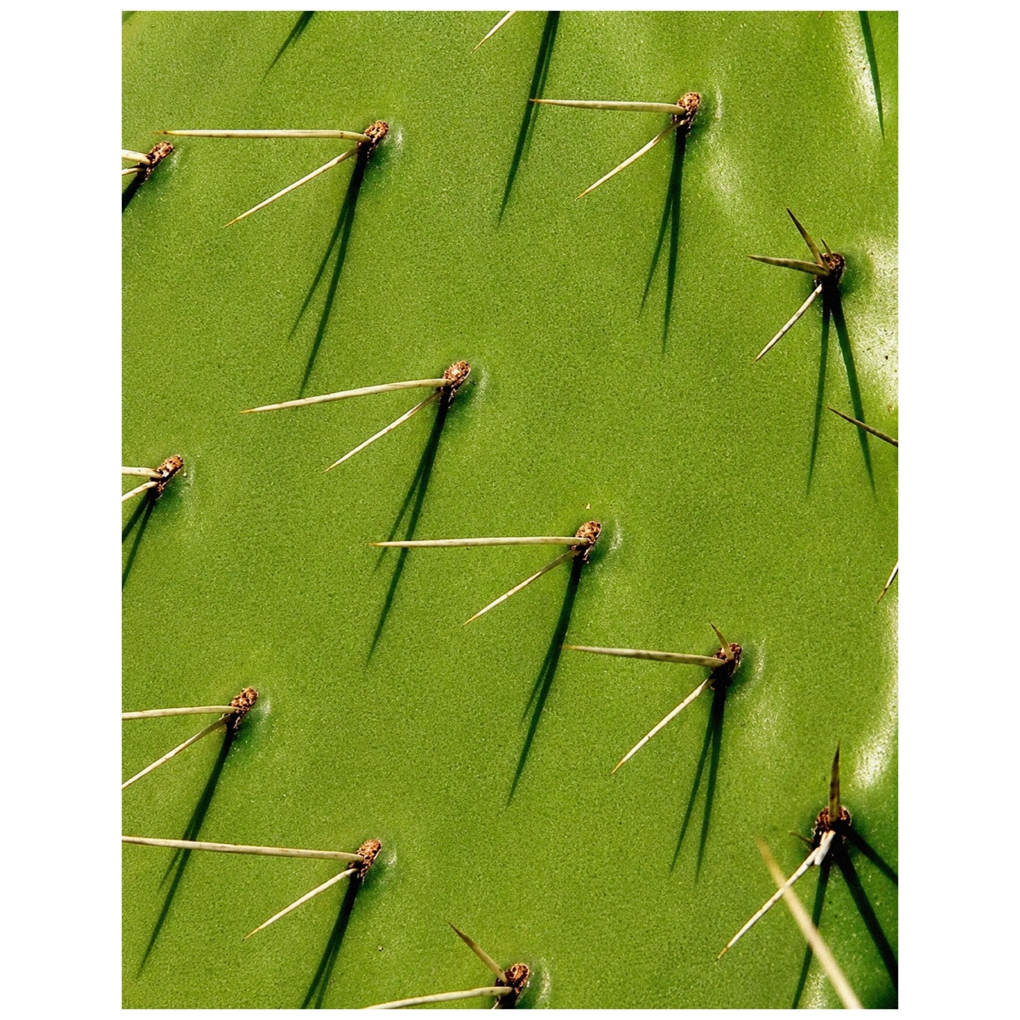 "Nopal Texture" - Reusable Peel-and-Stick Poster - Pasquín