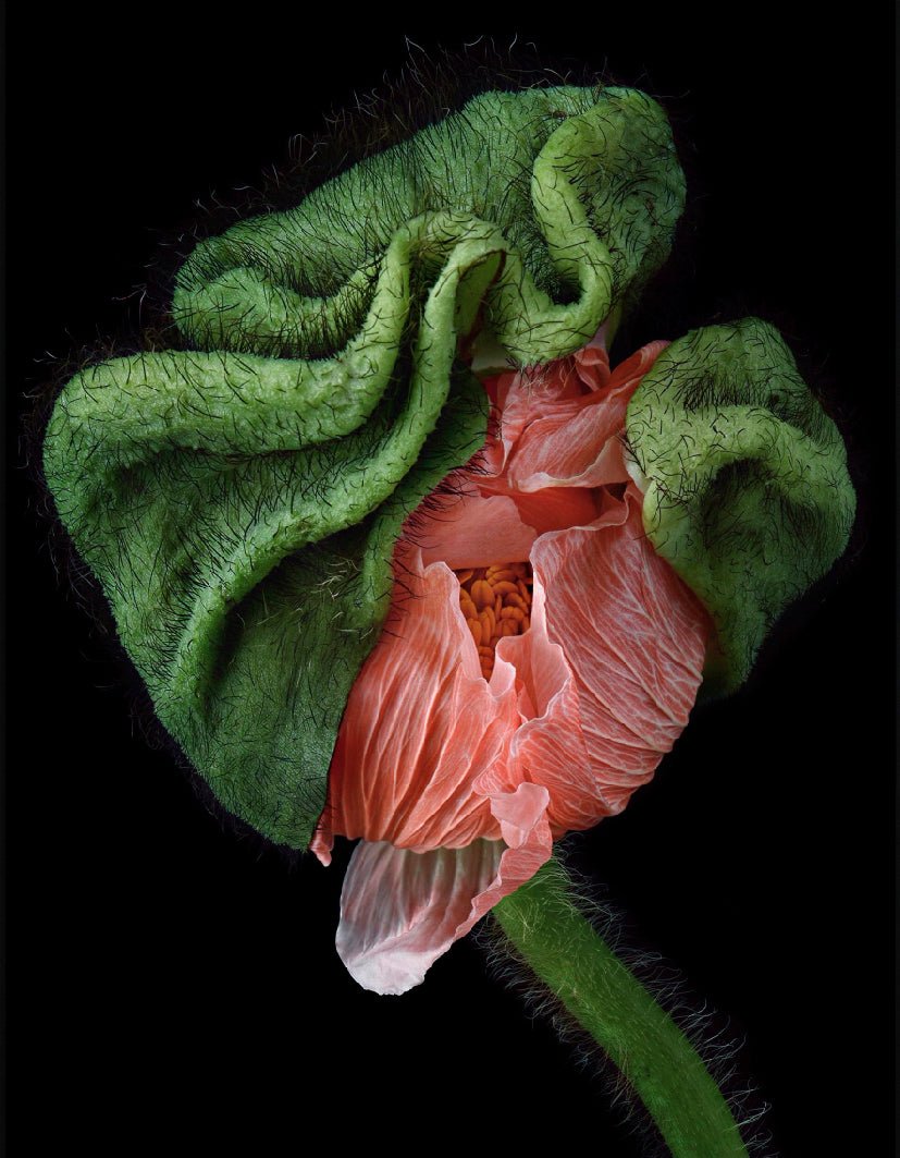 "Oriental Poppy"- Reusable Peel-and-Stick Poster - Pasquín