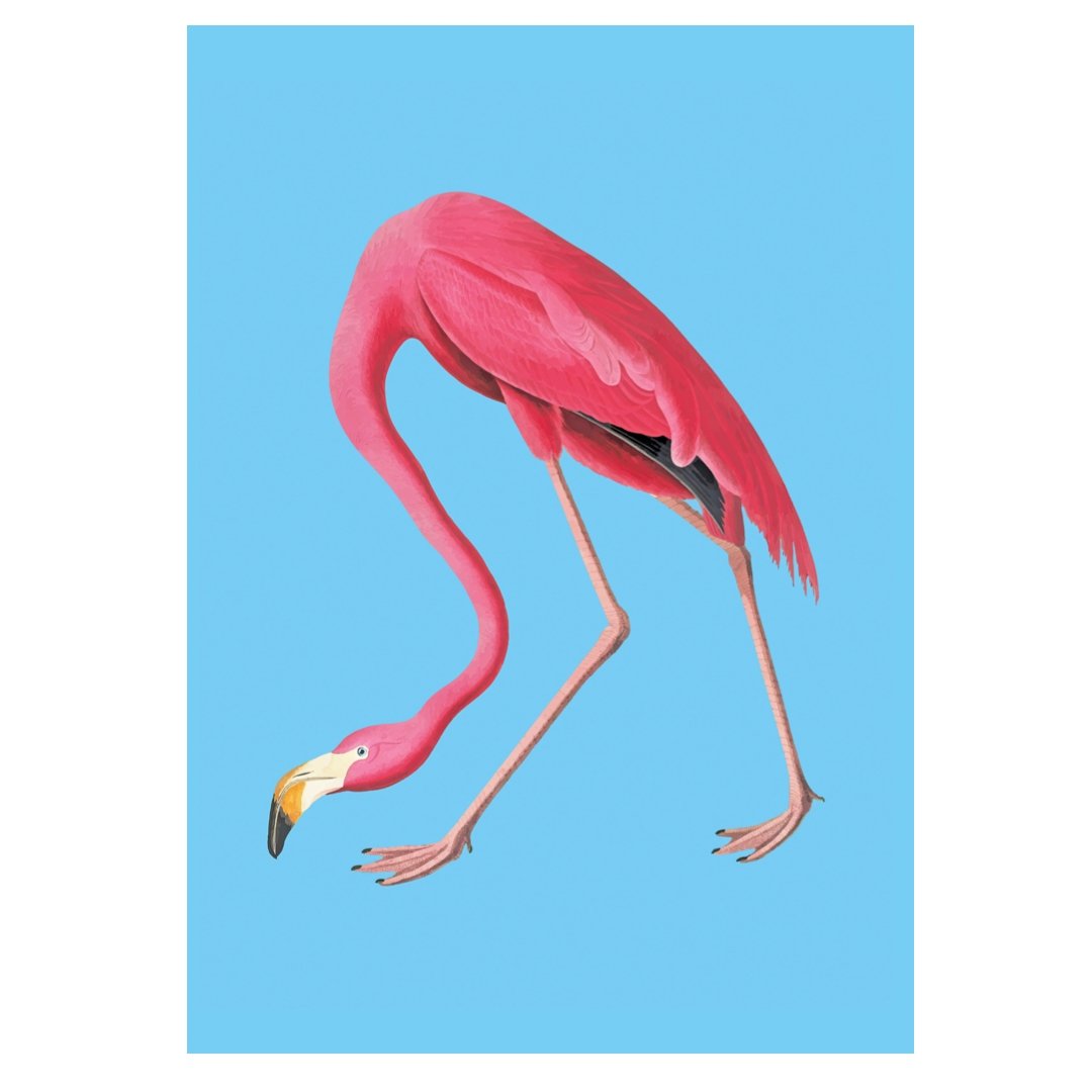 Pasquín Repositionable Adhesive Poster: Calypso Flamingo - Pasquín Store