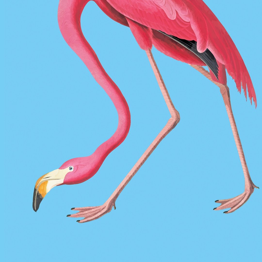 Pasquín Repositionable Adhesive Poster: Calypso Flamingo - Pasquín Store