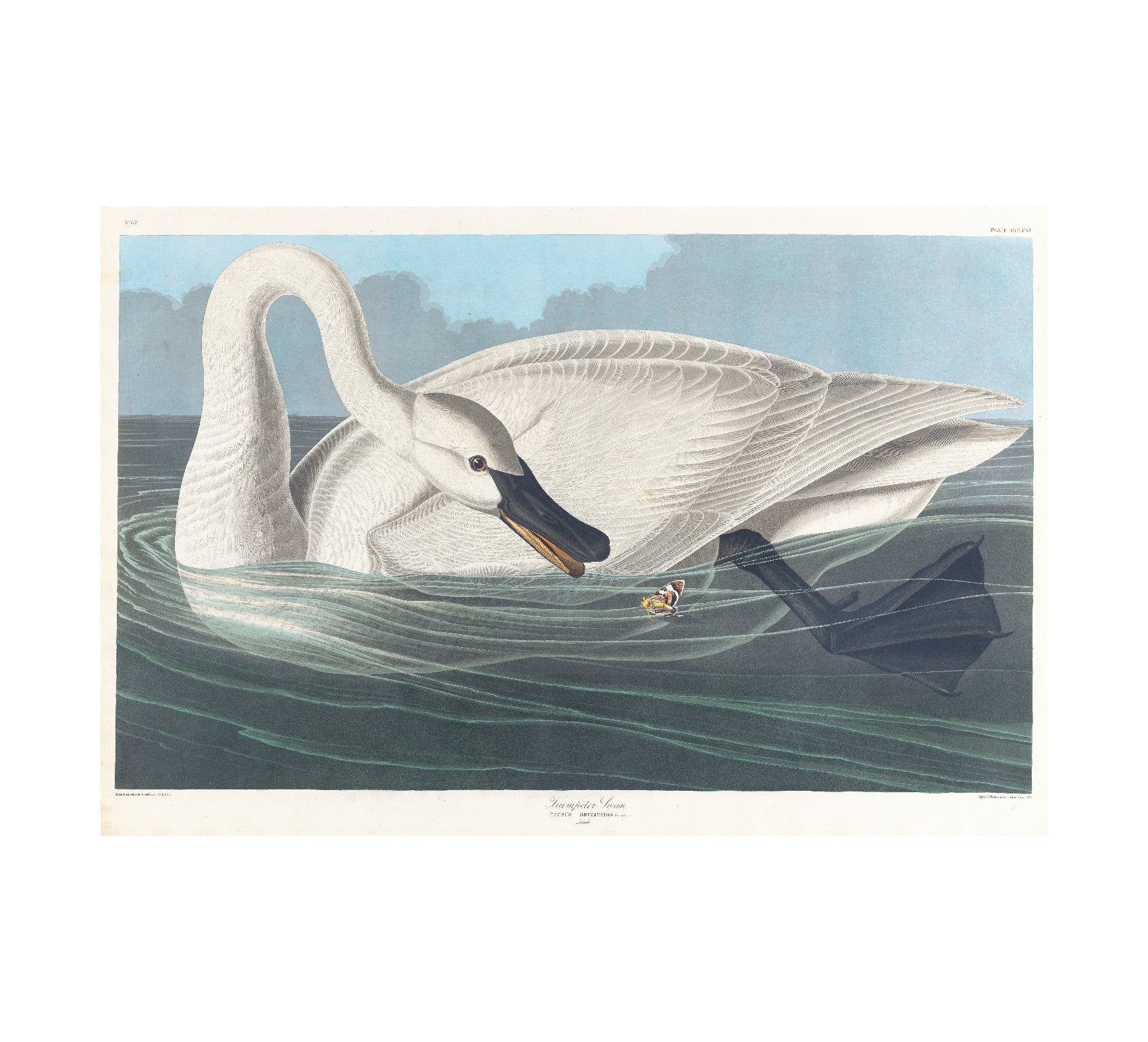 Repositionable Adhesive Wall Art: Trumpeter Swan by John James Audubon - Pasquín Store