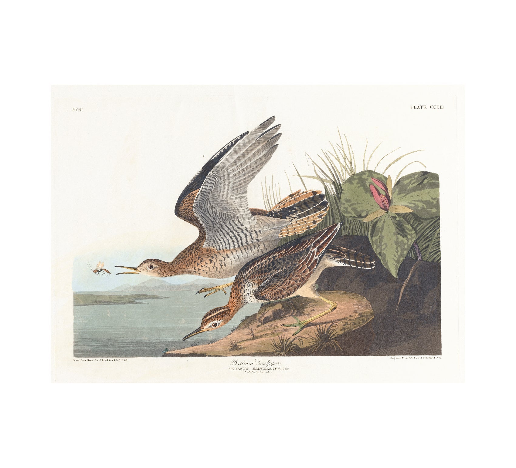 Repositionable Wall Art: Bartram Sandpiper by John James Audubon - Pasquín Store