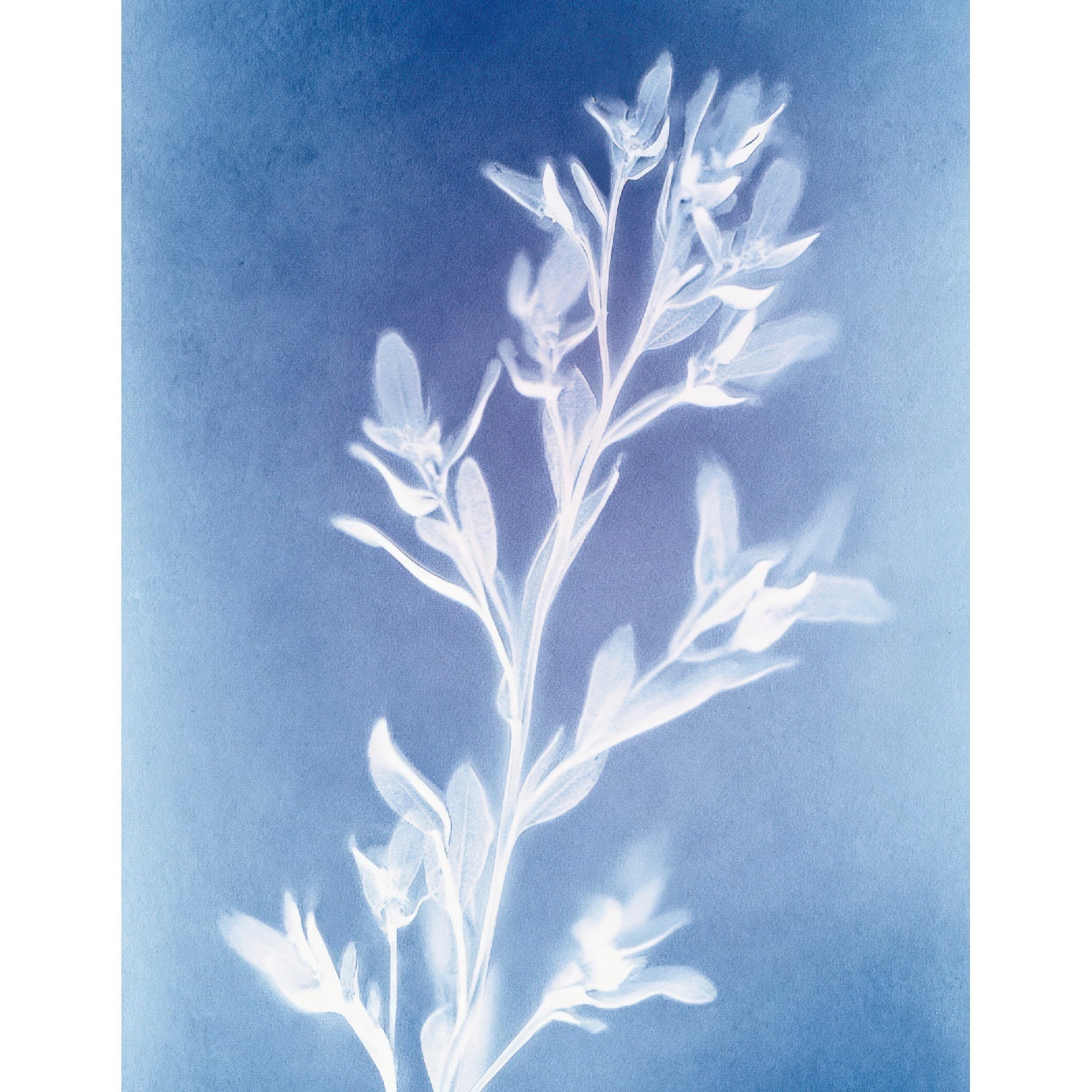 “Salsify Plant botanical photogram" - Reusable Peel - and - Stick Poster - Pasquín