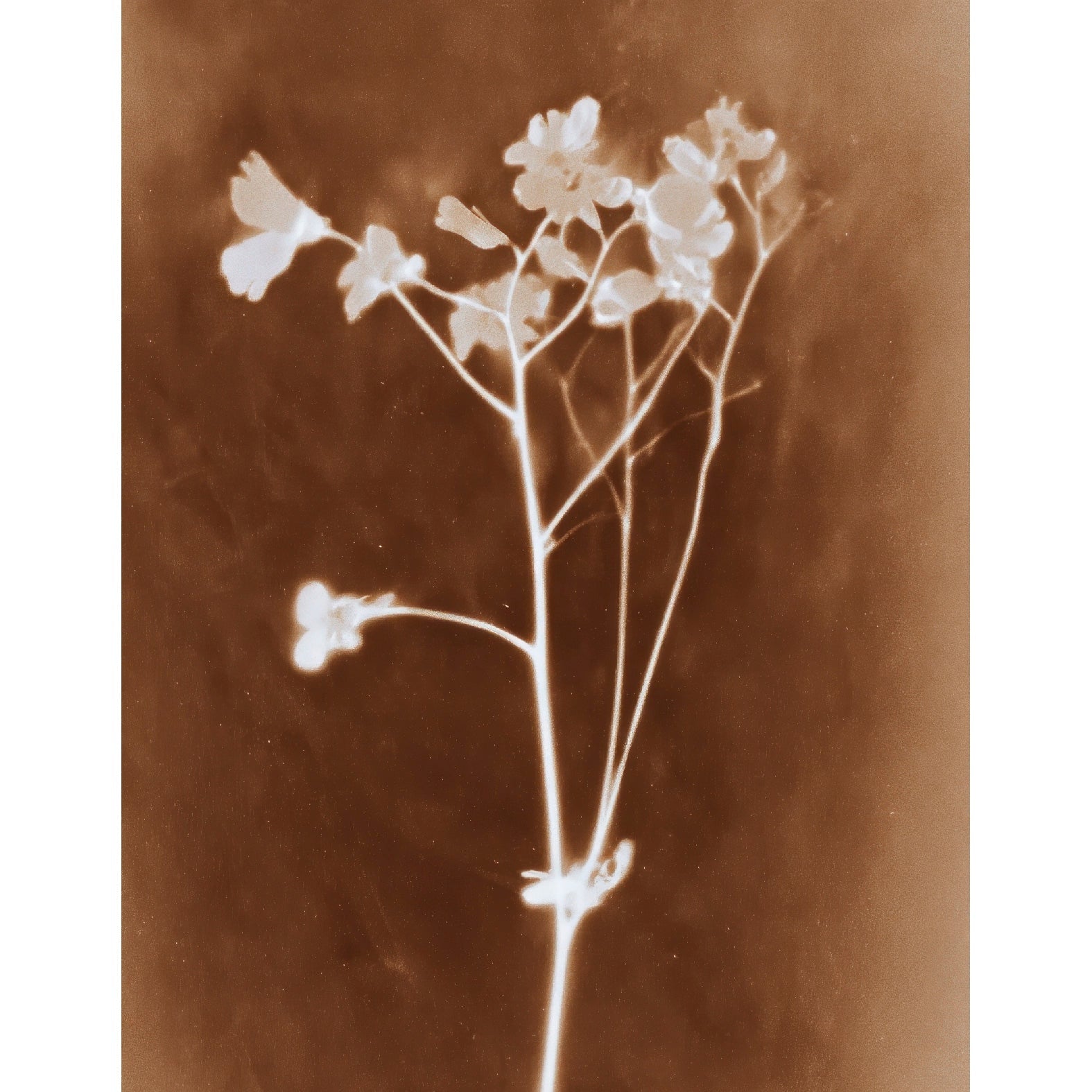 “Sepia botanical photogram" - Reusable Peel - and - Stick Poster - Pasquín