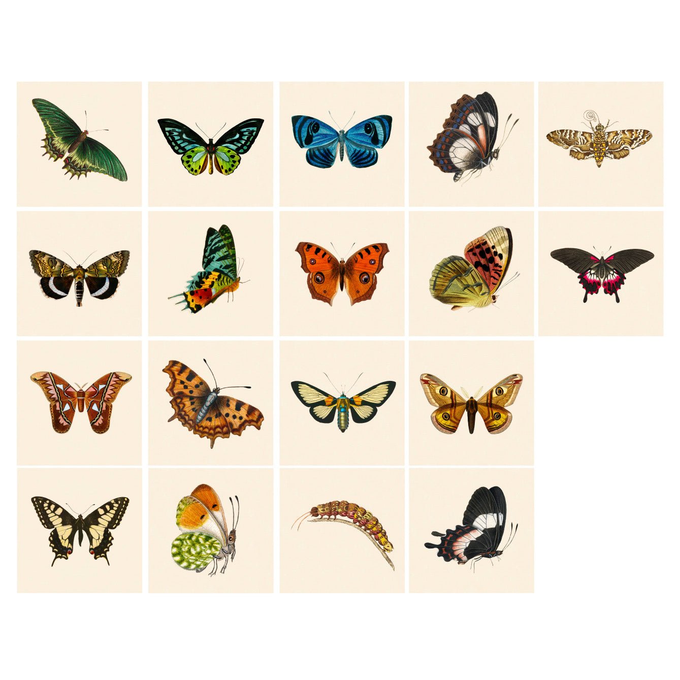 Tile Pasquín 17 Butterflies - Peel - and - Stick Adhesive Tiles - Pasquín Store