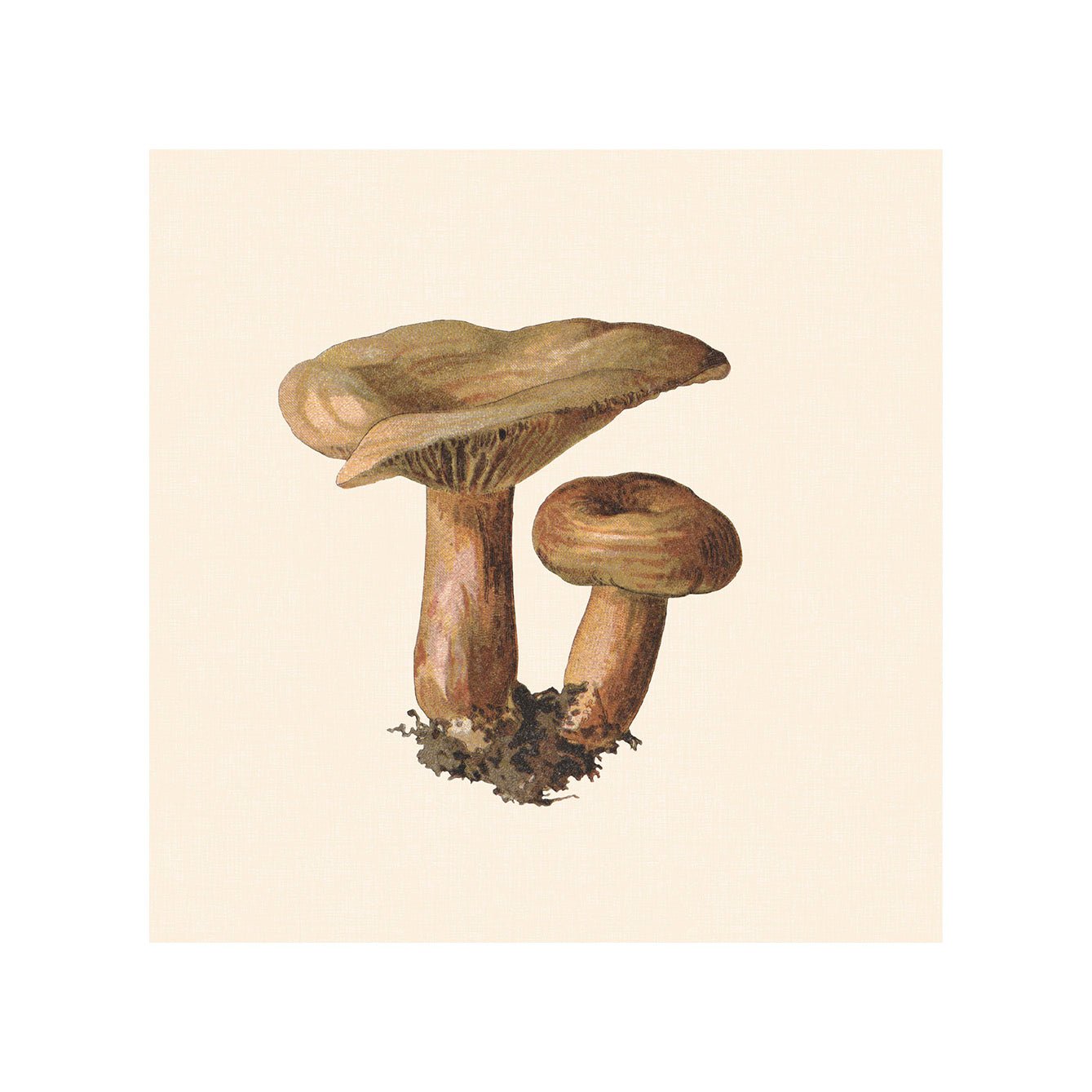 Tile Pasquín 18: Marvelous Mushrooms - Peel - and - Stick Tiles - Pasquín Store